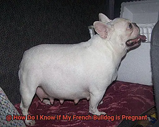 How Do I Know If My French Bulldog is Pregnant-2