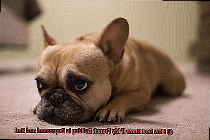 How Do I Know if My French Bulldog is Depressed and Sad-3