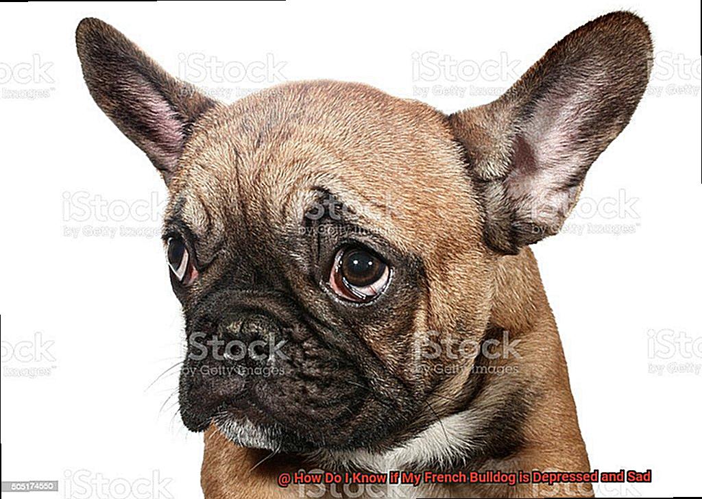 How Do I Know if My French Bulldog is Depressed and Sad-2
