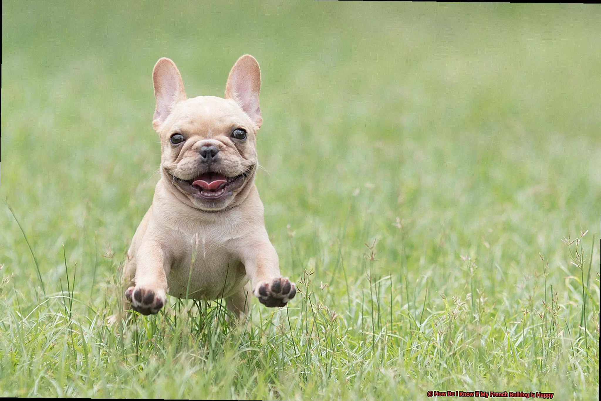 How Do I Know if My French Bulldog is Happy-2