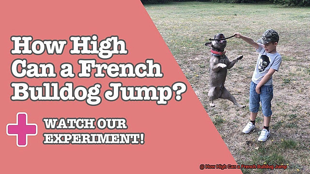 How High Can a French Bulldog Jump-5