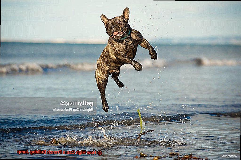 How High Can a French Bulldog Jump-3