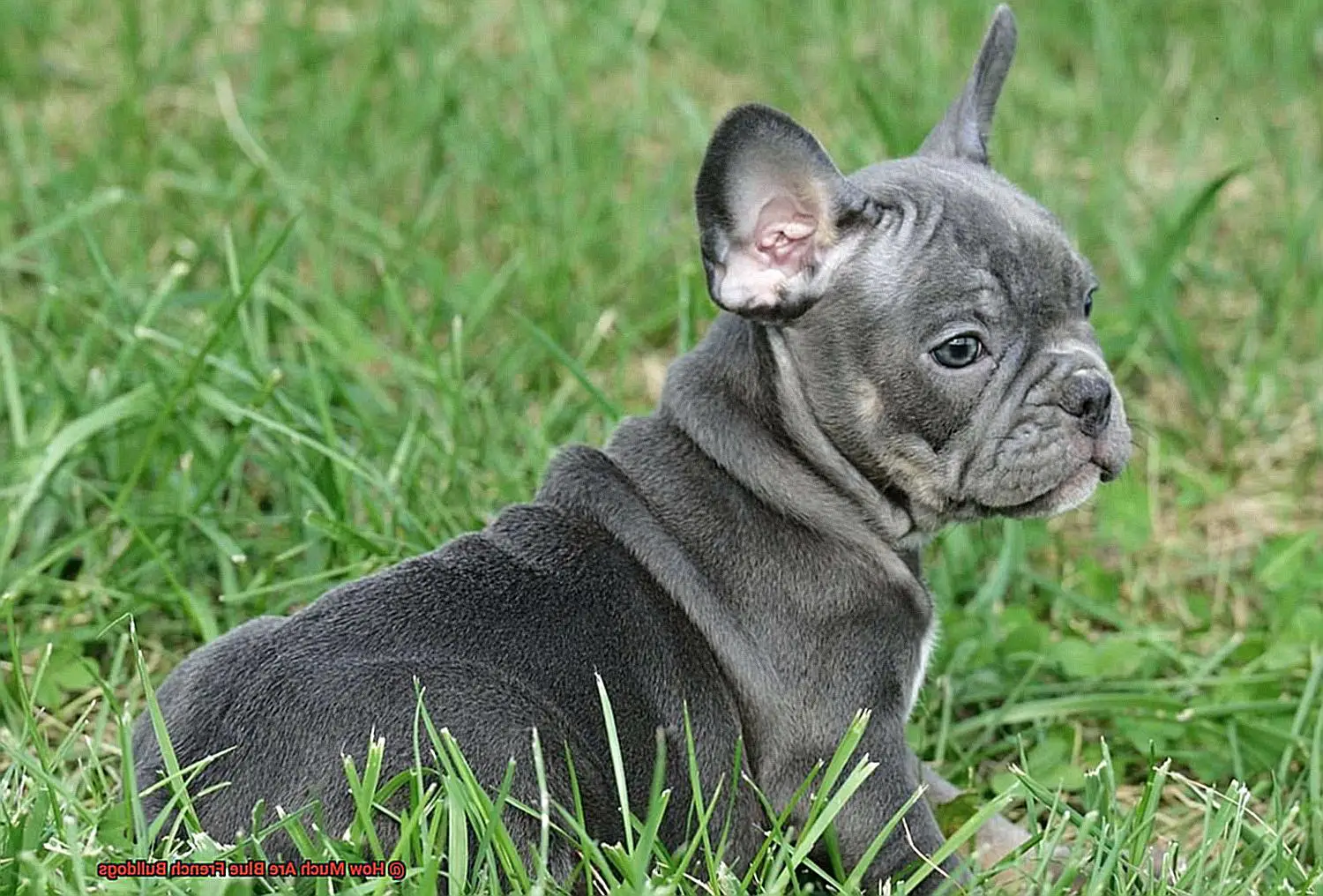How Much Are Blue French Bulldogs-4