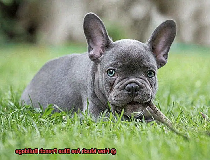 How Much Are Blue French Bulldogs-3