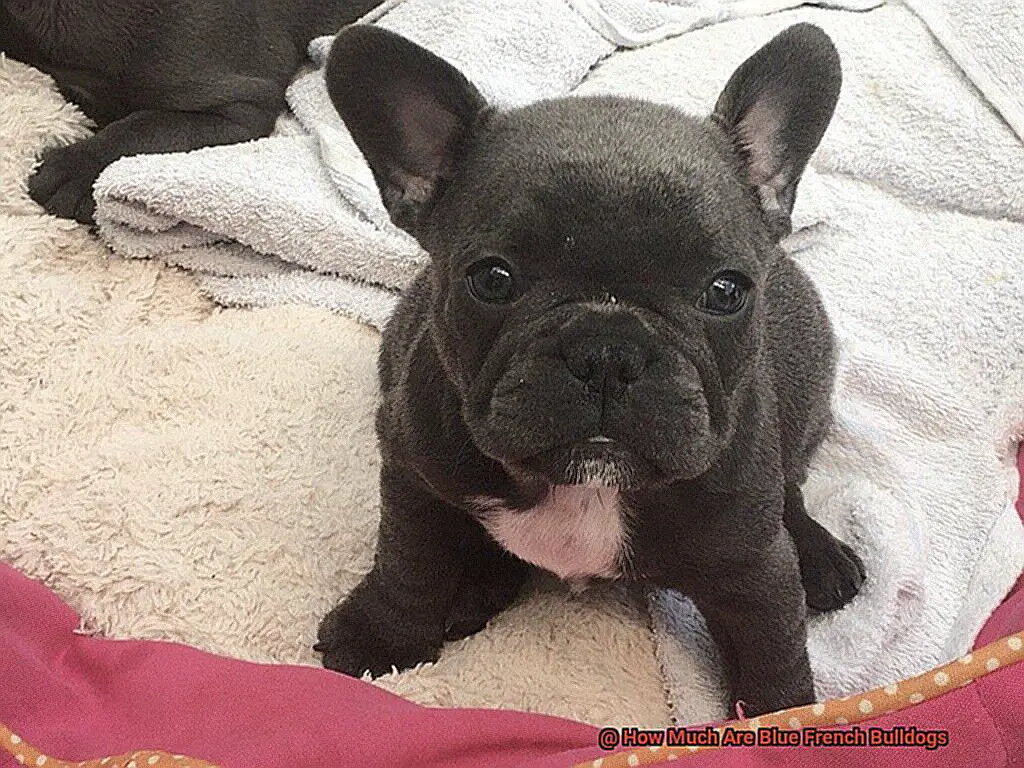 How Much Are Blue French Bulldogs-5
