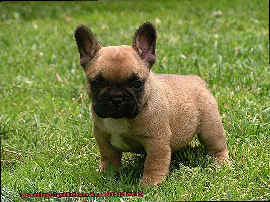 How Much Does a French Bulldog C-Section Cost-3
