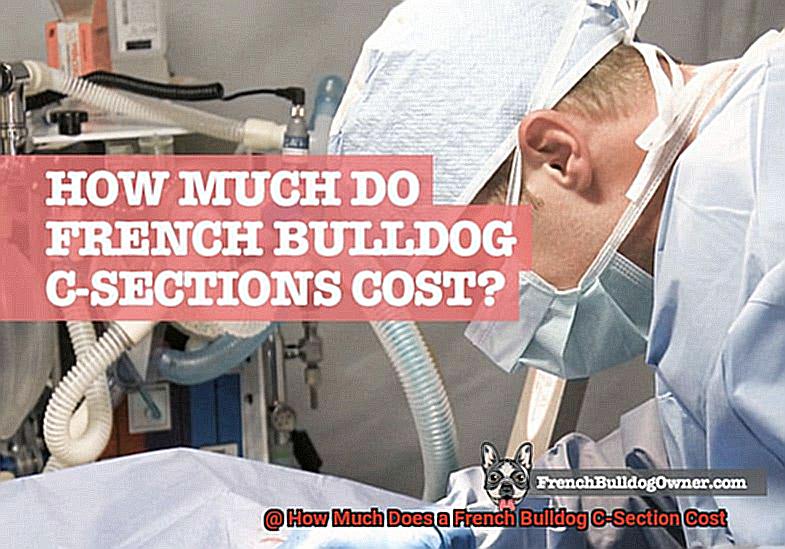 How Much Does a French Bulldog C-Section Cost-2