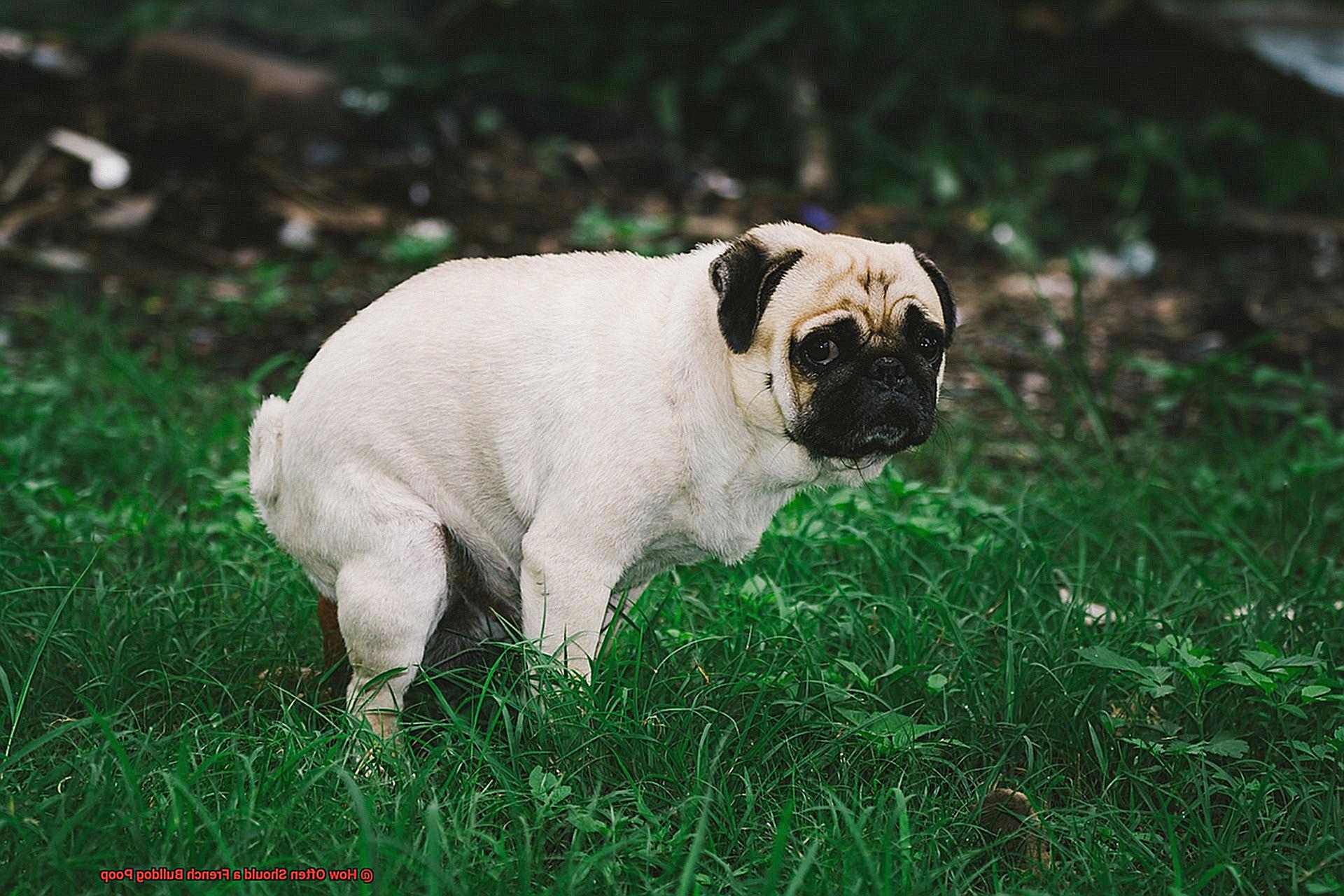 How Often Should a French Bulldog Poop-4