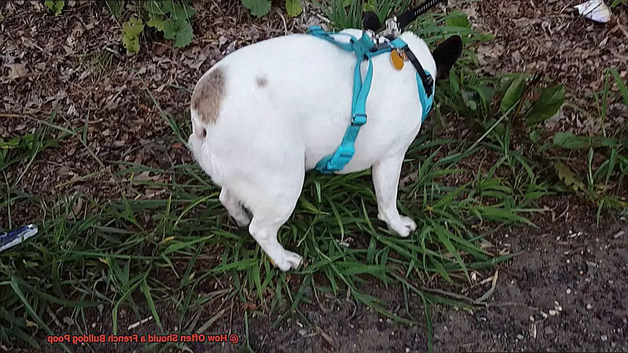 How Often Should a French Bulldog Poop-5