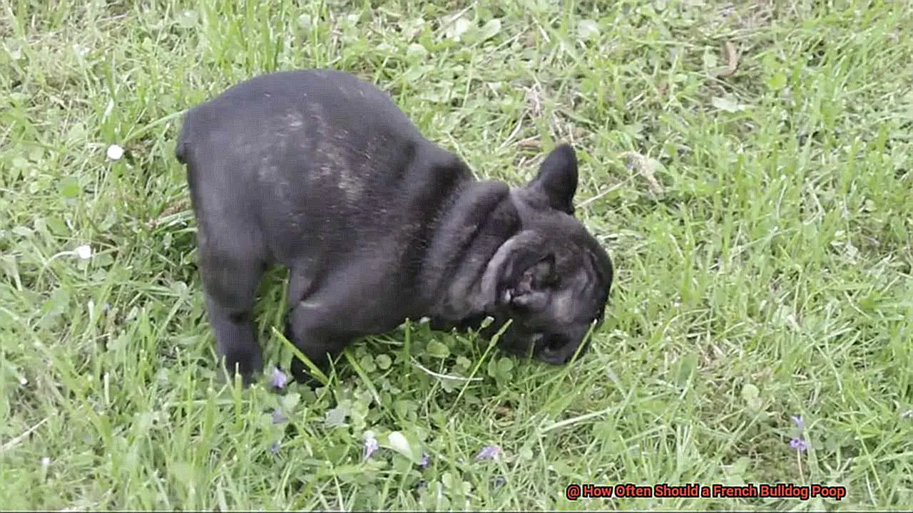 How Often Should a French Bulldog Poop-2