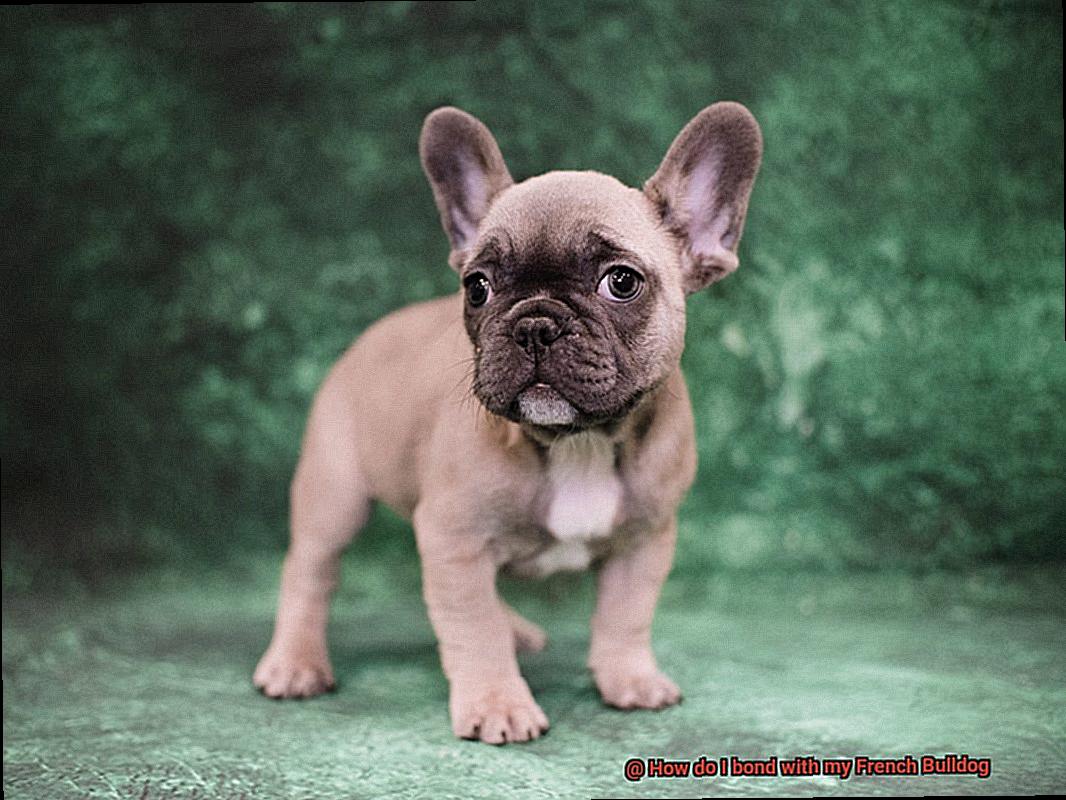 How do I bond with my French Bulldog-3