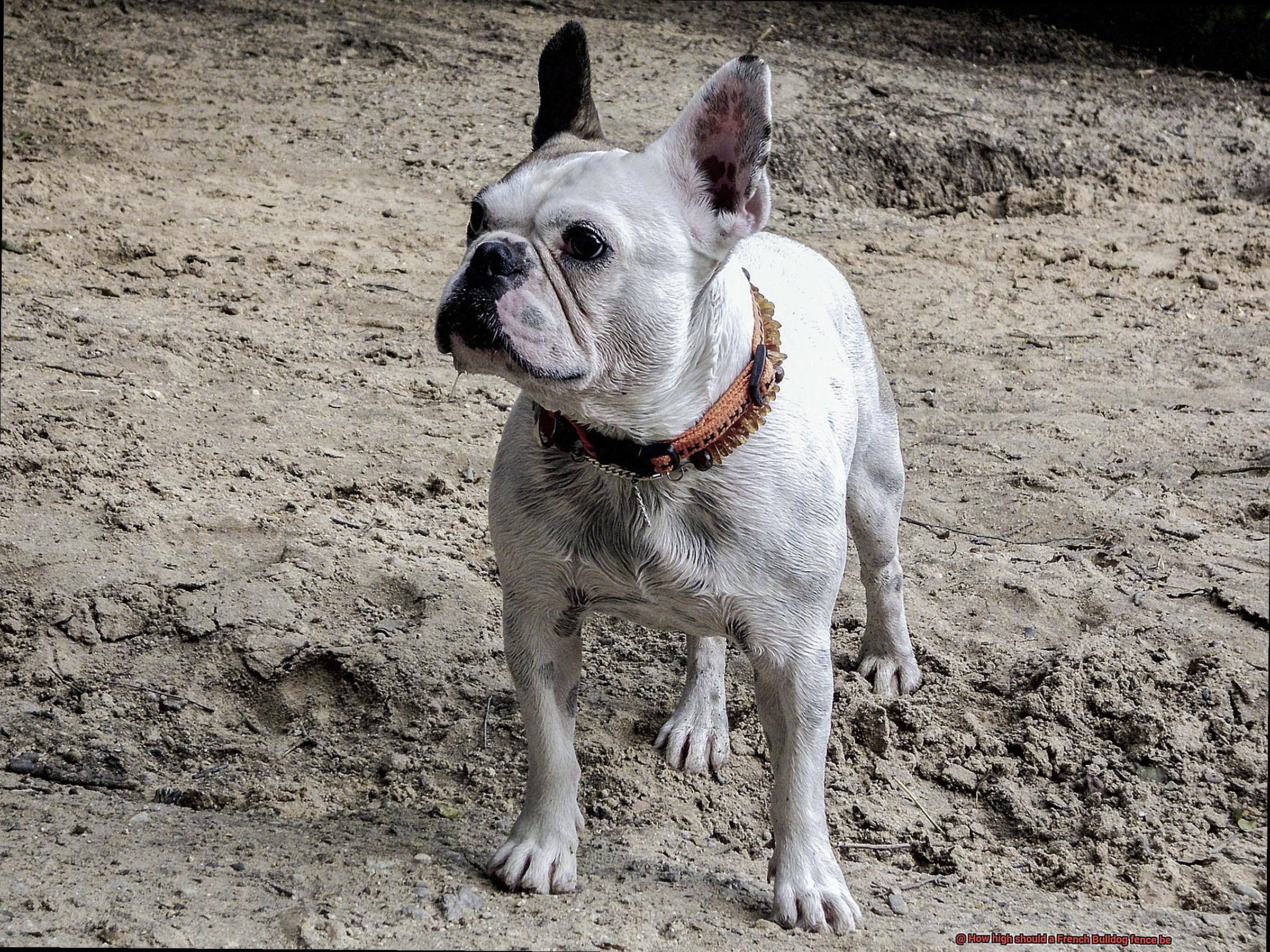 How high should a French Bulldog fence be-7