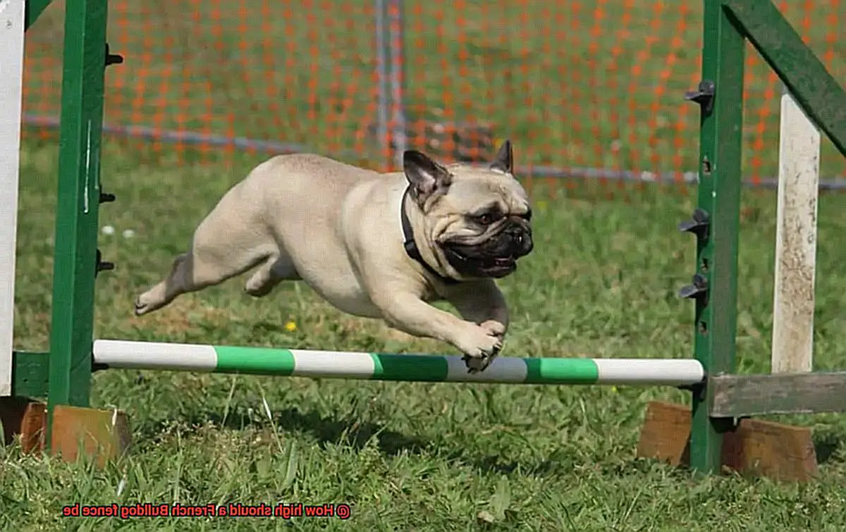 How high should a French Bulldog fence be-2