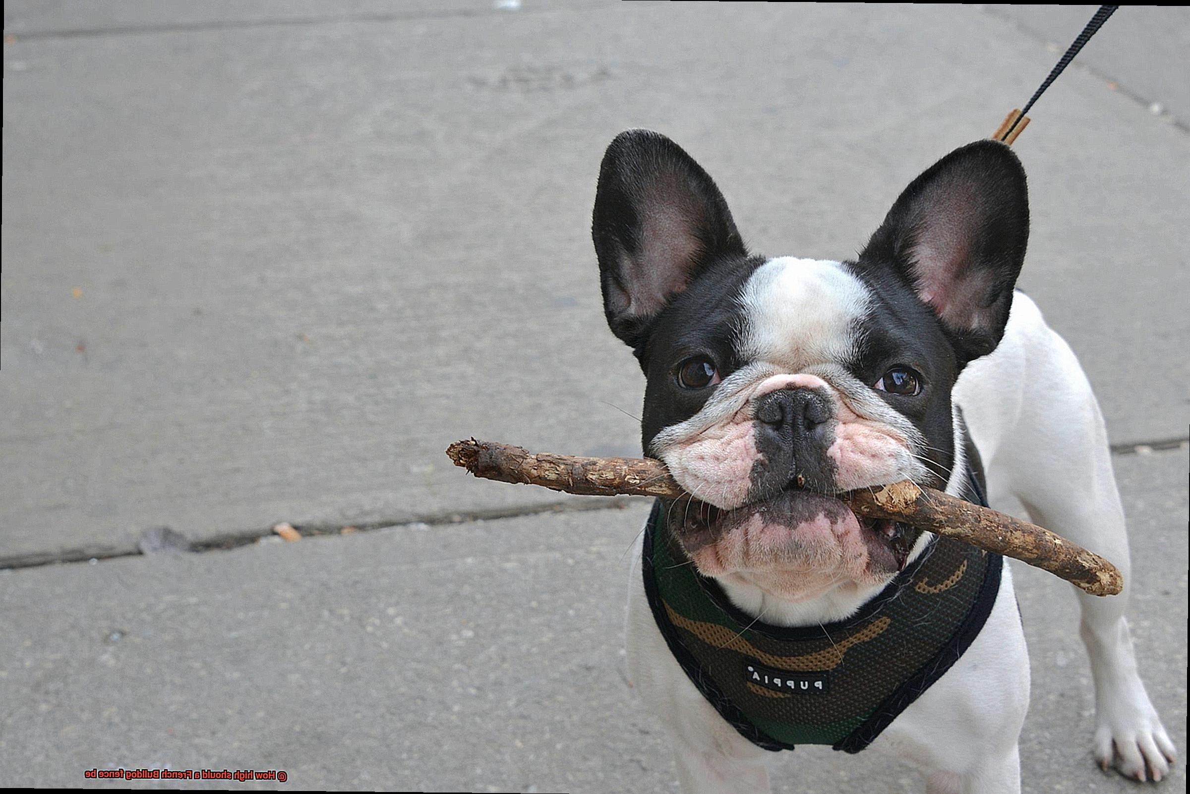 How high should a French Bulldog fence be-3