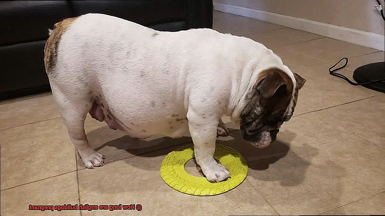 How long are english bulldogs pregnant-5