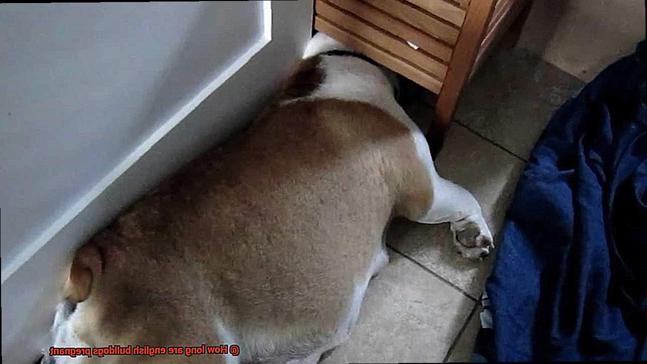 How long are english bulldogs pregnant-2