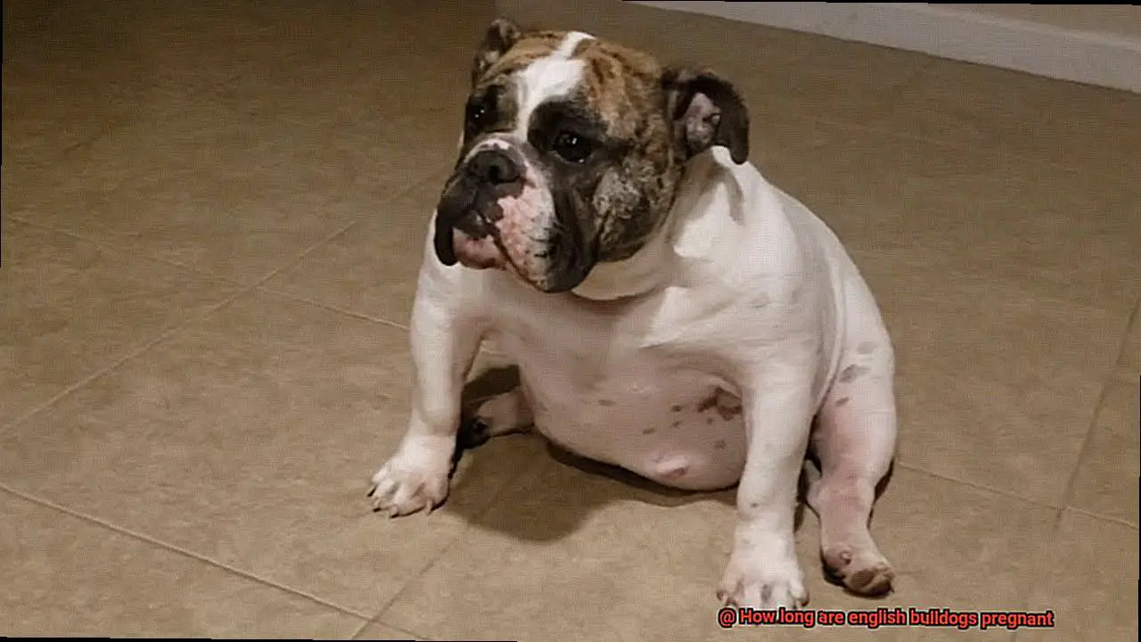 How long are english bulldogs pregnant-3