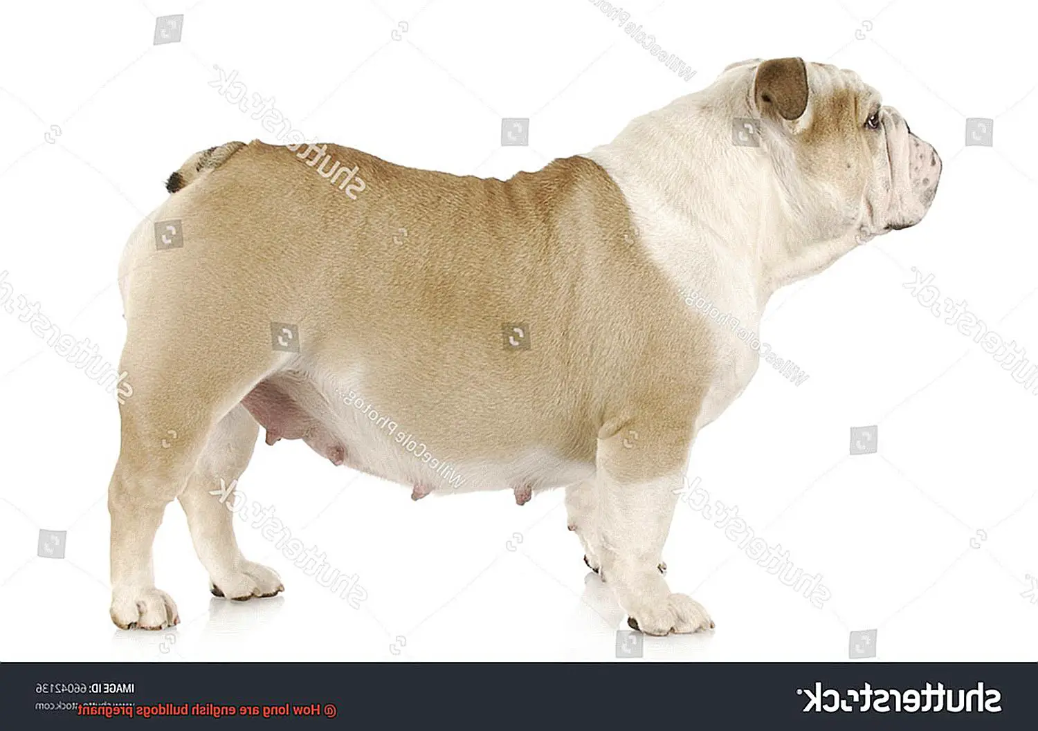 How long are english bulldogs pregnant-4