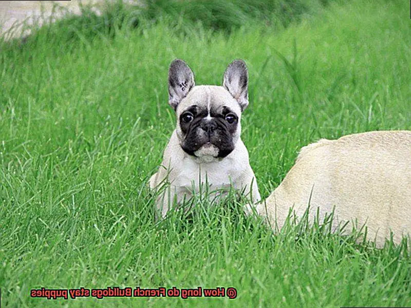 How long do French Bulldogs stay puppies-4