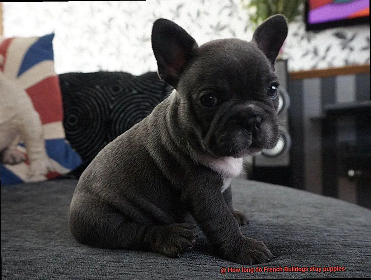How long do French Bulldogs stay puppies-5