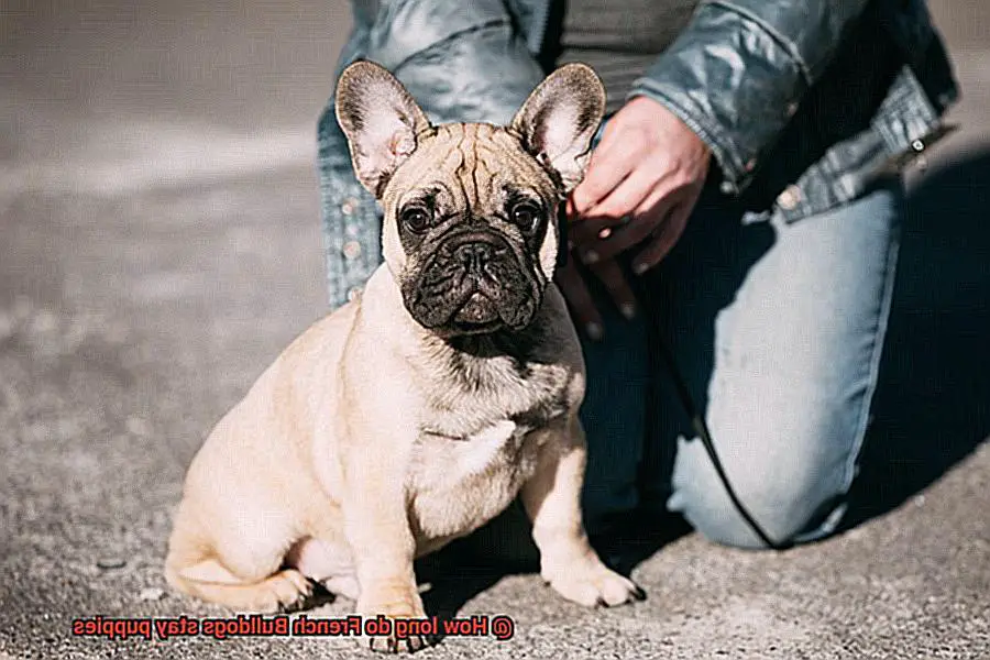 How long do French Bulldogs stay puppies-2