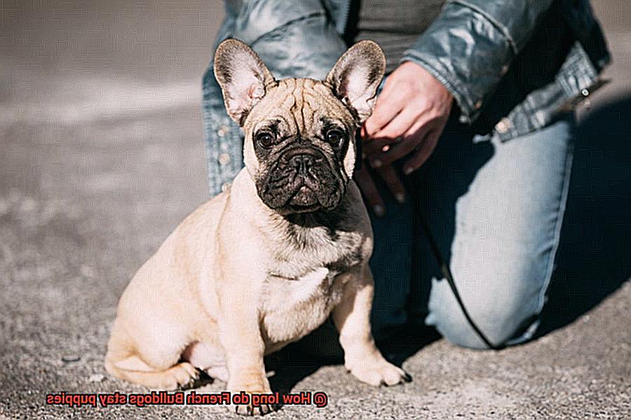 How long do French Bulldogs stay puppies? – Allfrbulldogs.com