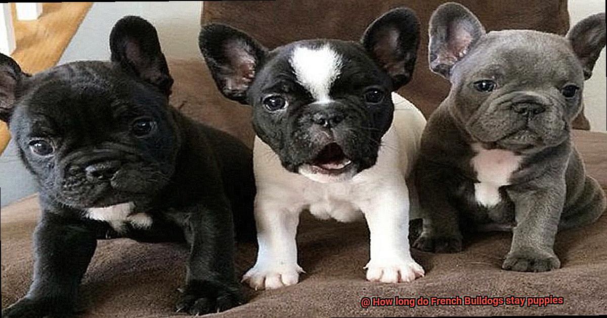 How long do French Bulldogs stay puppies-3