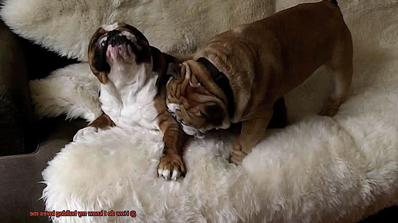 How often should Bulldogs poop-2