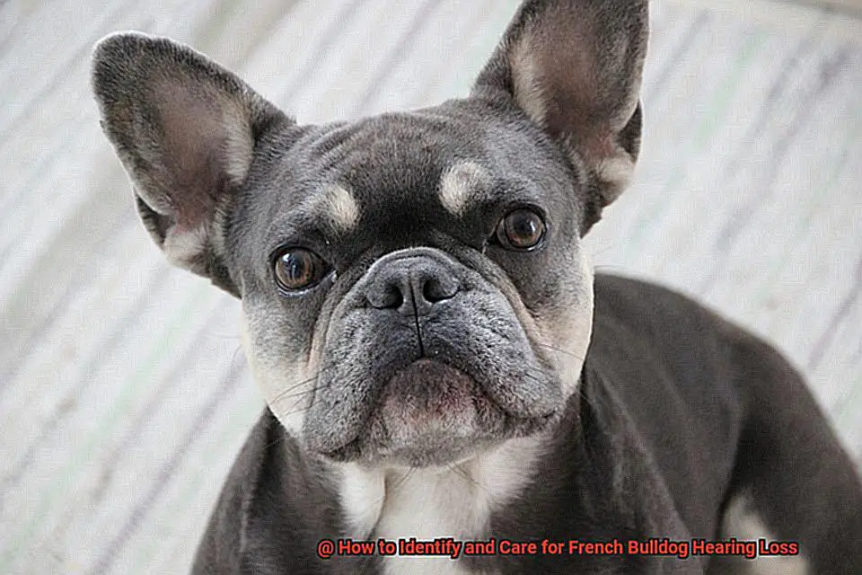 How to Identify and Care for French Bulldog Hearing Loss-5