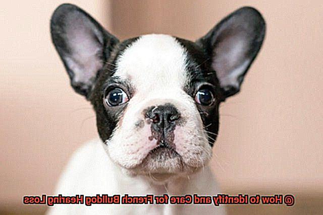 How to Identify and Care for French Bulldog Hearing Loss-7