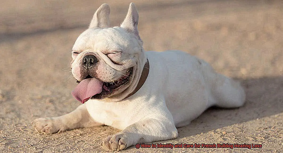 How to Identify and Care for French Bulldog Hearing Loss-2