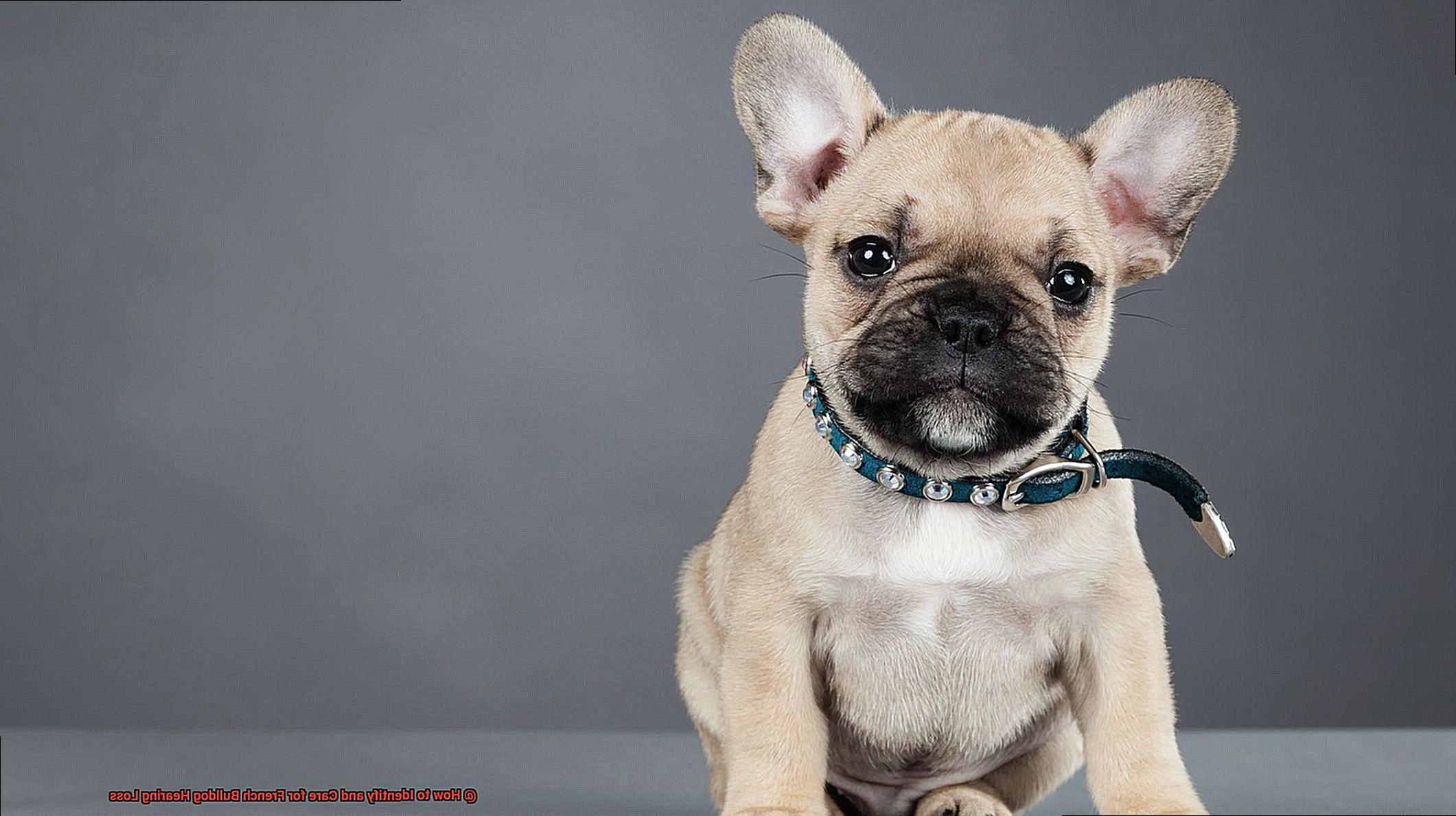 How to Identify and Care for French Bulldog Hearing Loss-3