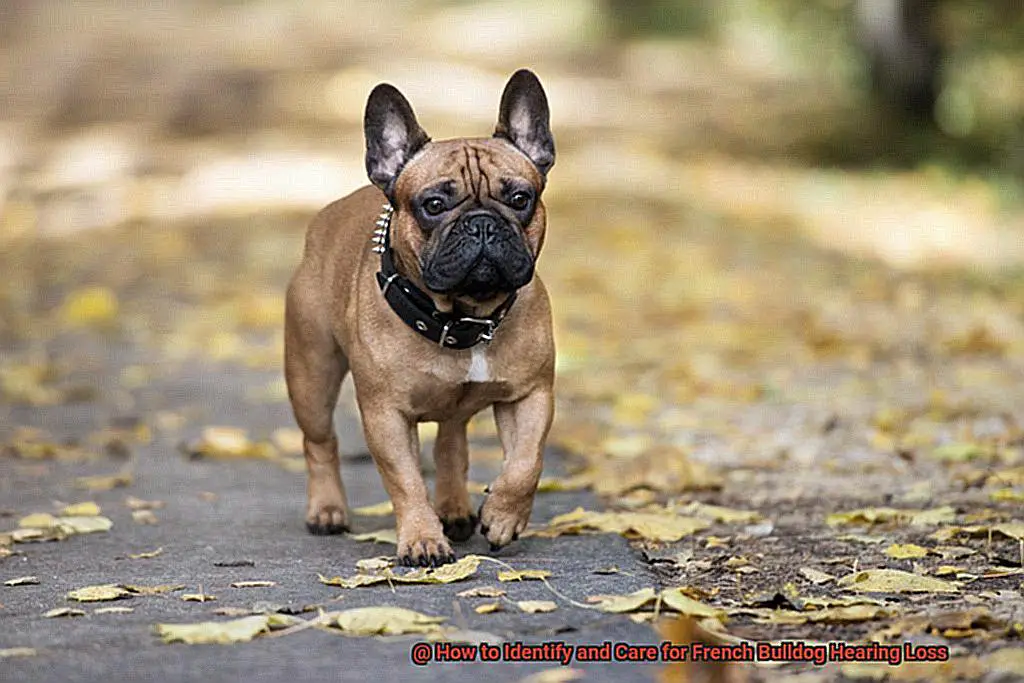 How to Identify and Care for French Bulldog Hearing Loss-4