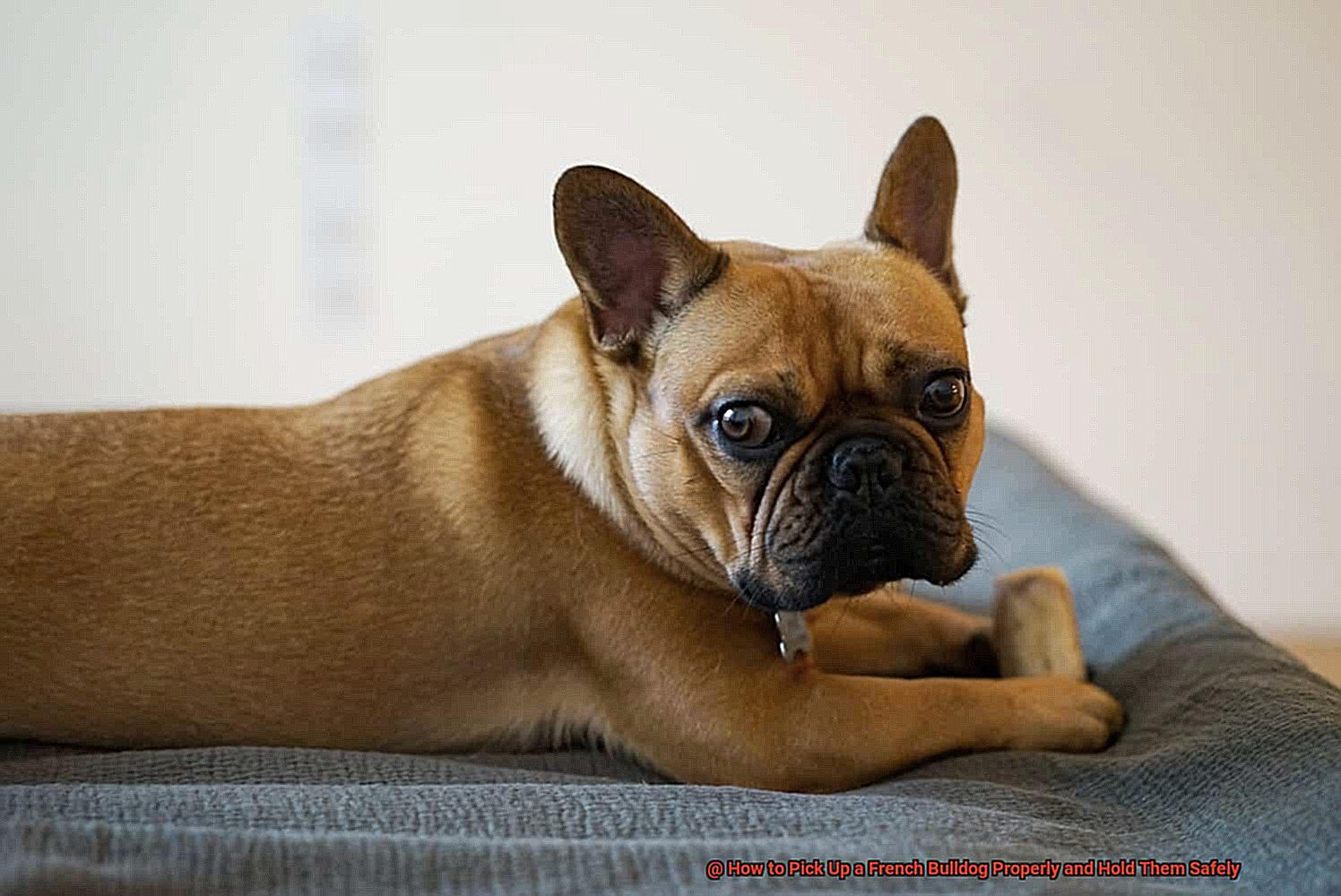 How to Pick Up a French Bulldog Properly and Hold Them Safely-3