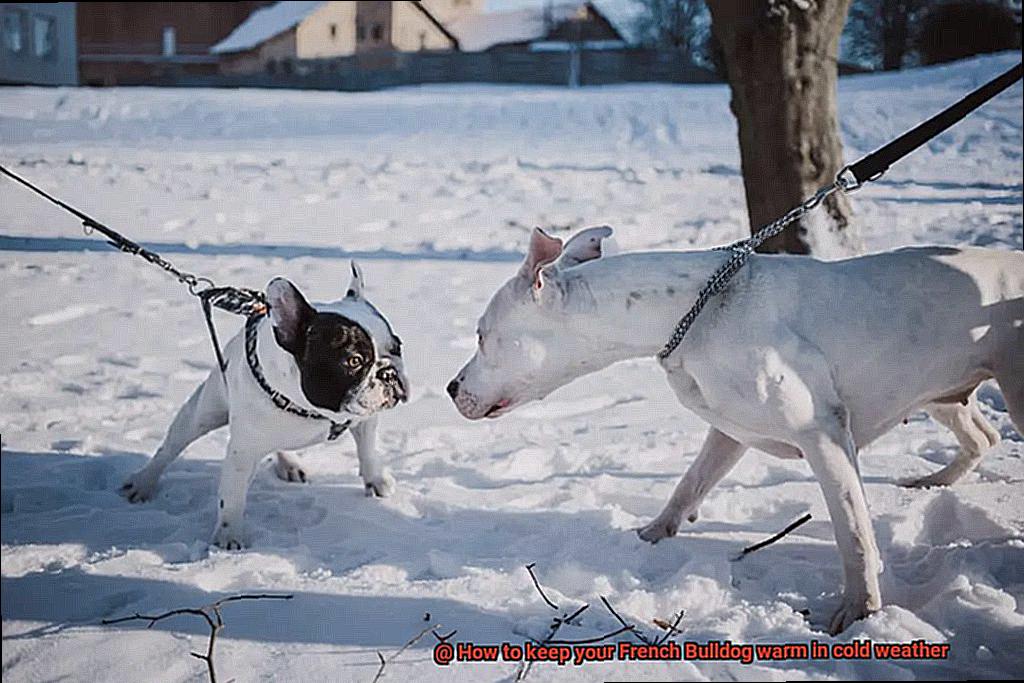 How to keep your French Bulldog warm in cold weather-3