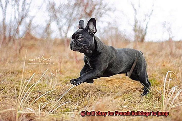 Is it okay for French Bulldogs to jump-2