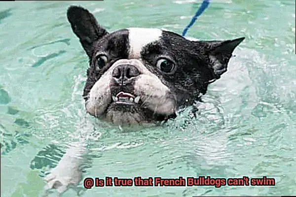 Is it true that French Bulldogs can't swim-2