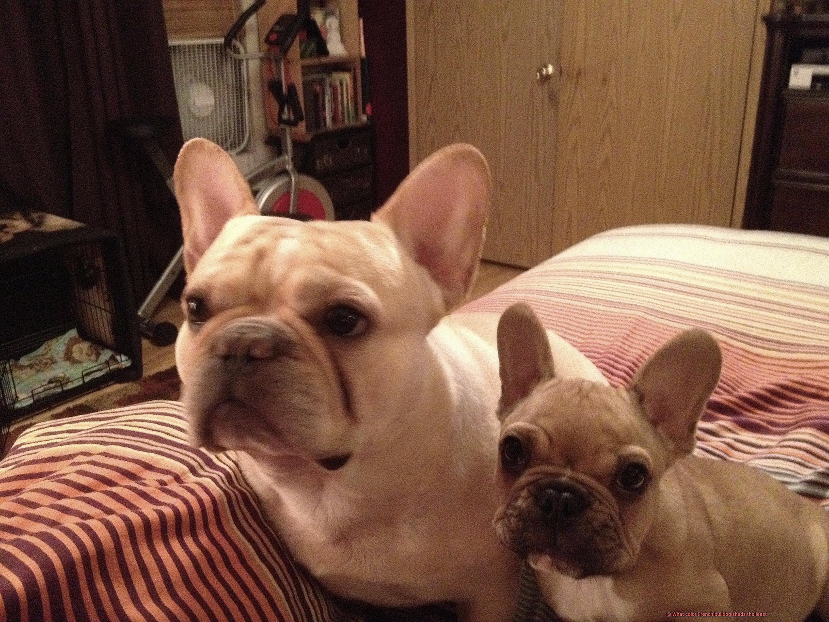 What color French bulldog sheds the least-2