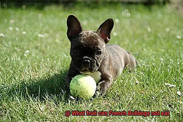 What fruit can French Bulldogs not eat-4