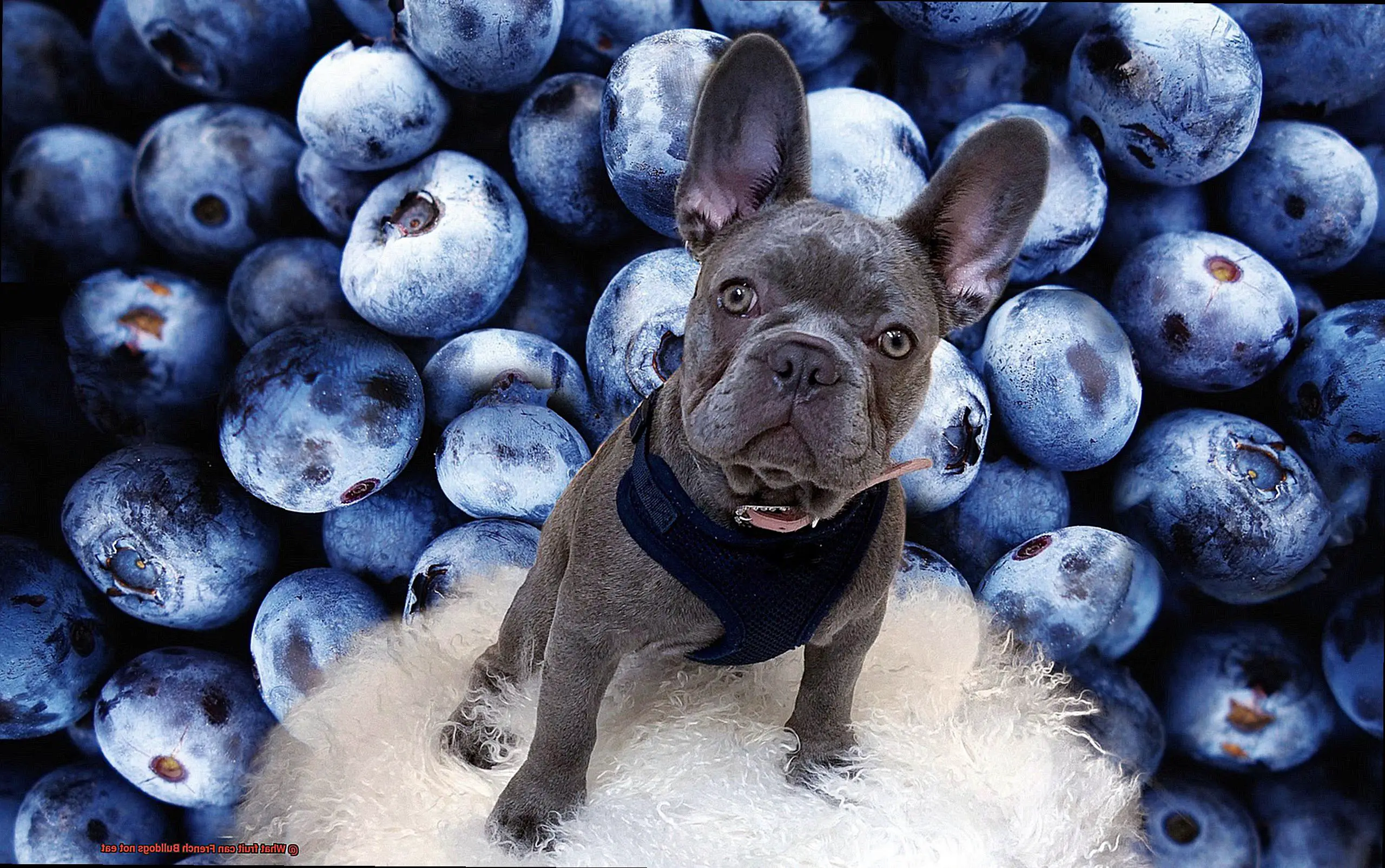 What fruit can French Bulldogs not eat-2