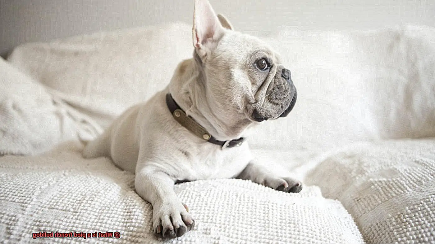 What is a pied french bulldog-4