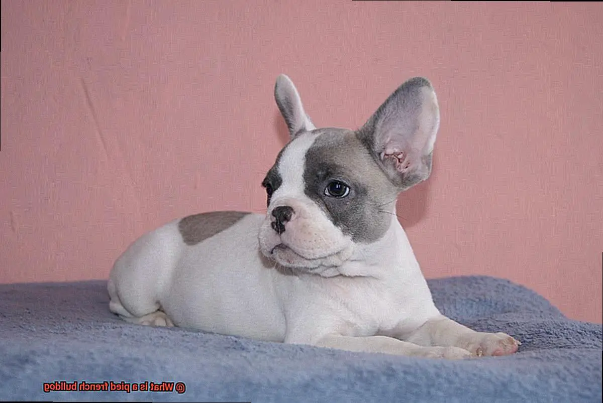 What is a pied french bulldog-2