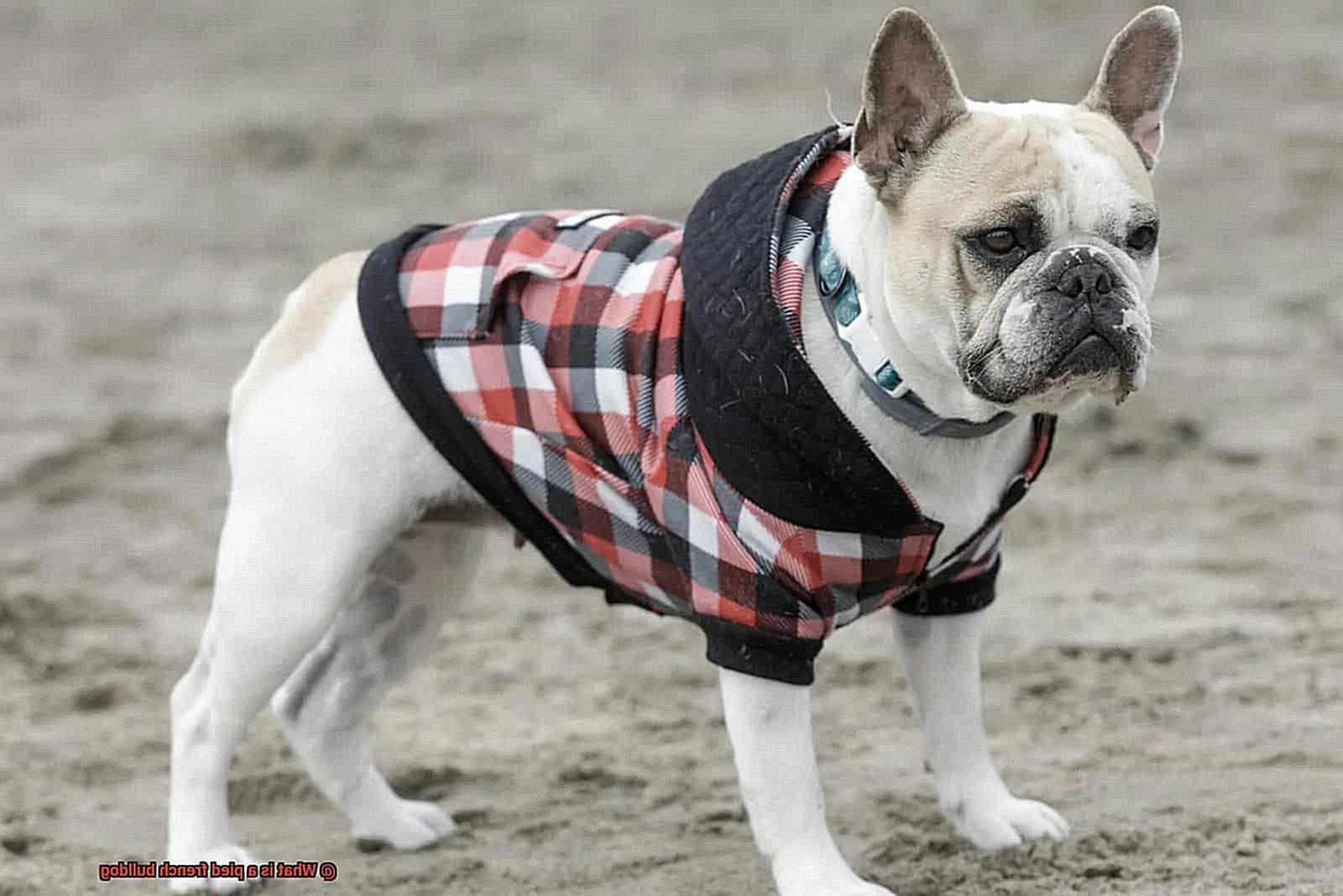 What is a pied french bulldog-3