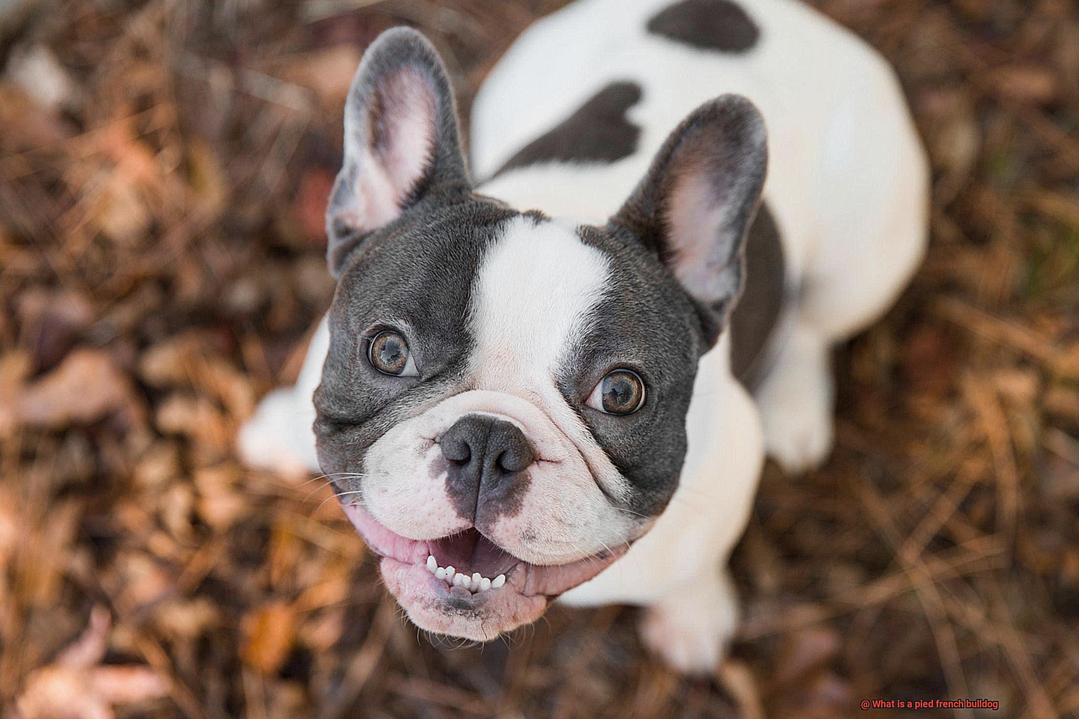 What is a pied french bulldog-6