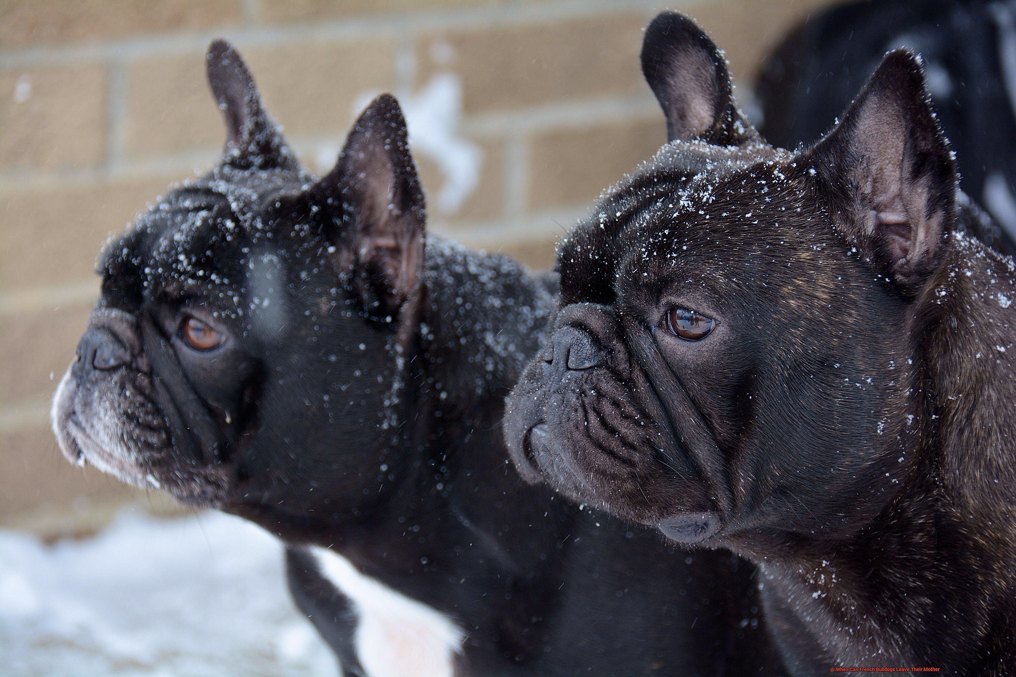 When Can French Bulldogs Leave Their Mother-2