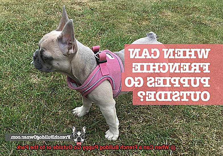 When Can a French Bulldog Puppy Go Outside or to the Park-3