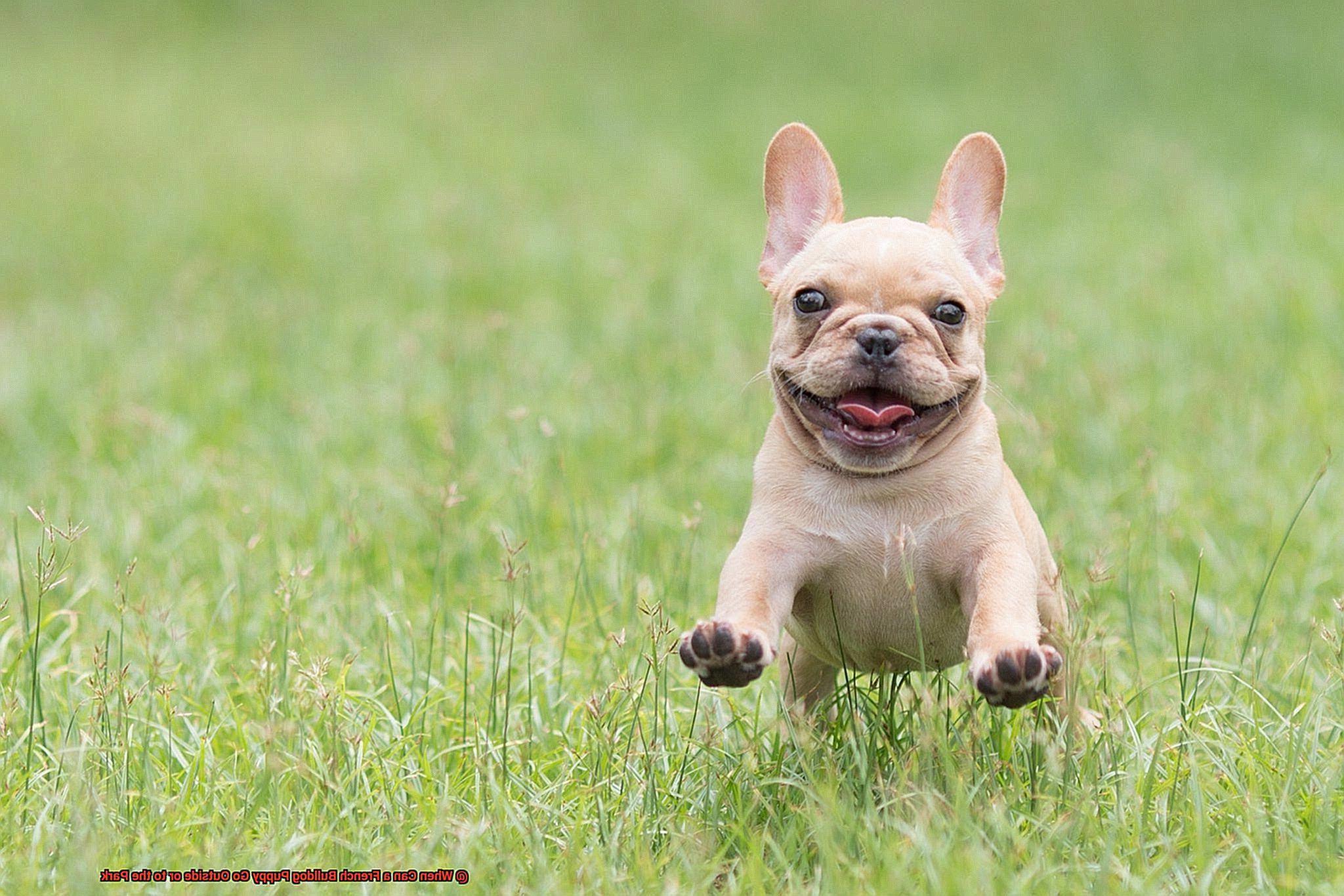 When Can a French Bulldog Puppy Go Outside or to the Park-2