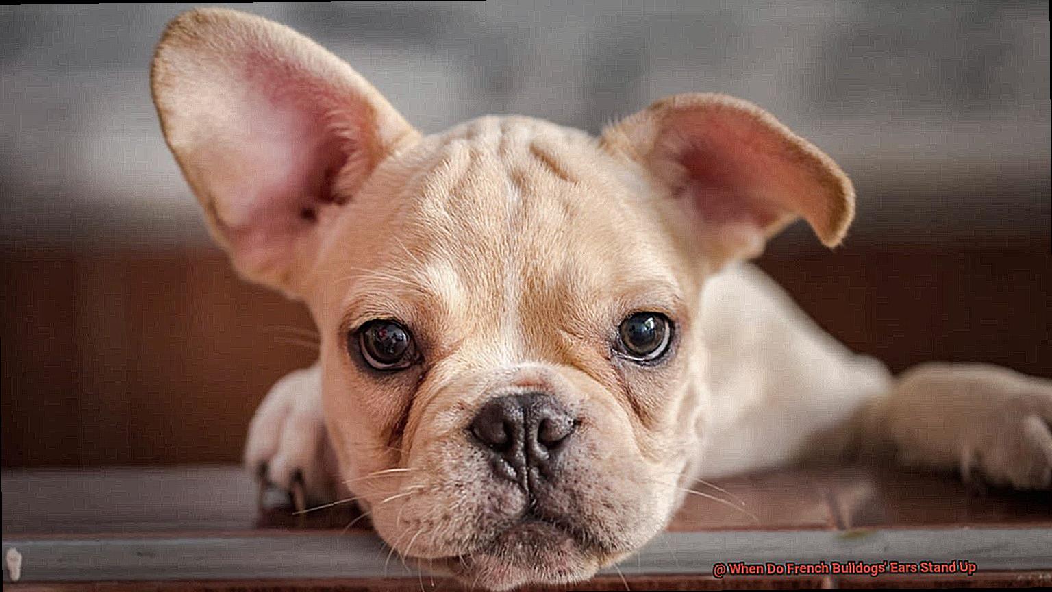 When Do French Bulldogs' Ears Stand Up-2