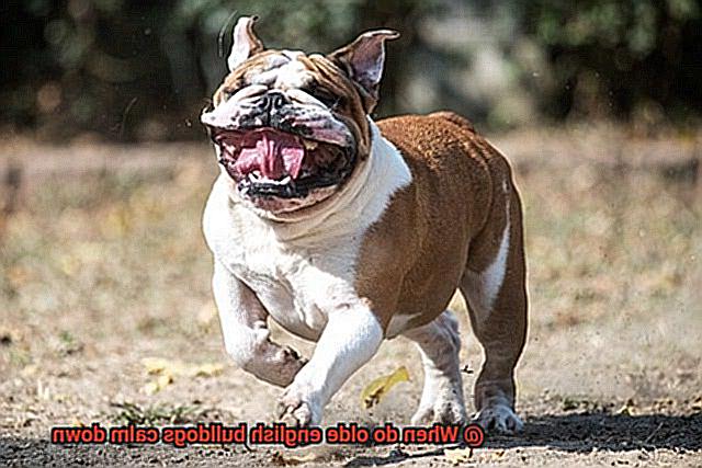 When do olde english bulldogs calm down-4