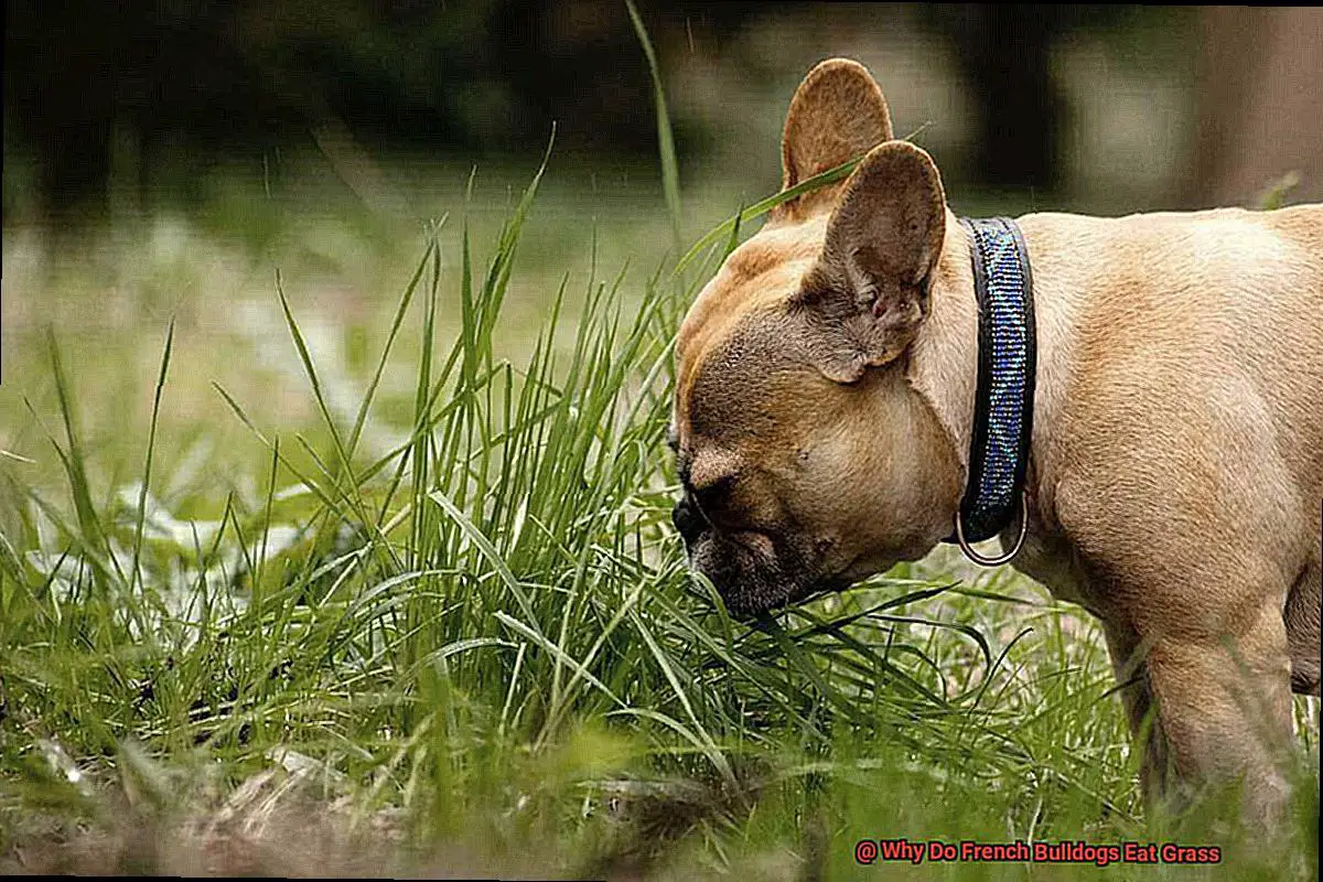 Why Do French Bulldogs Eat Grass-2